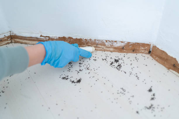 Best Insect Control  in Riverton, WY